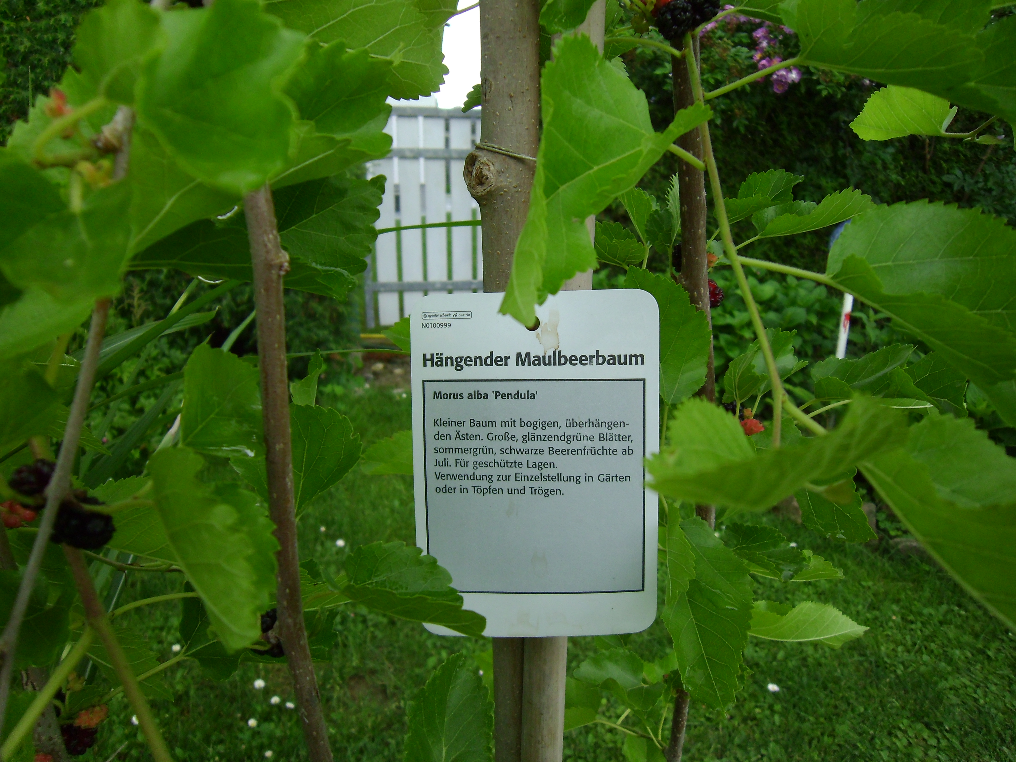 Maulbeerbaum – hängend | Garten