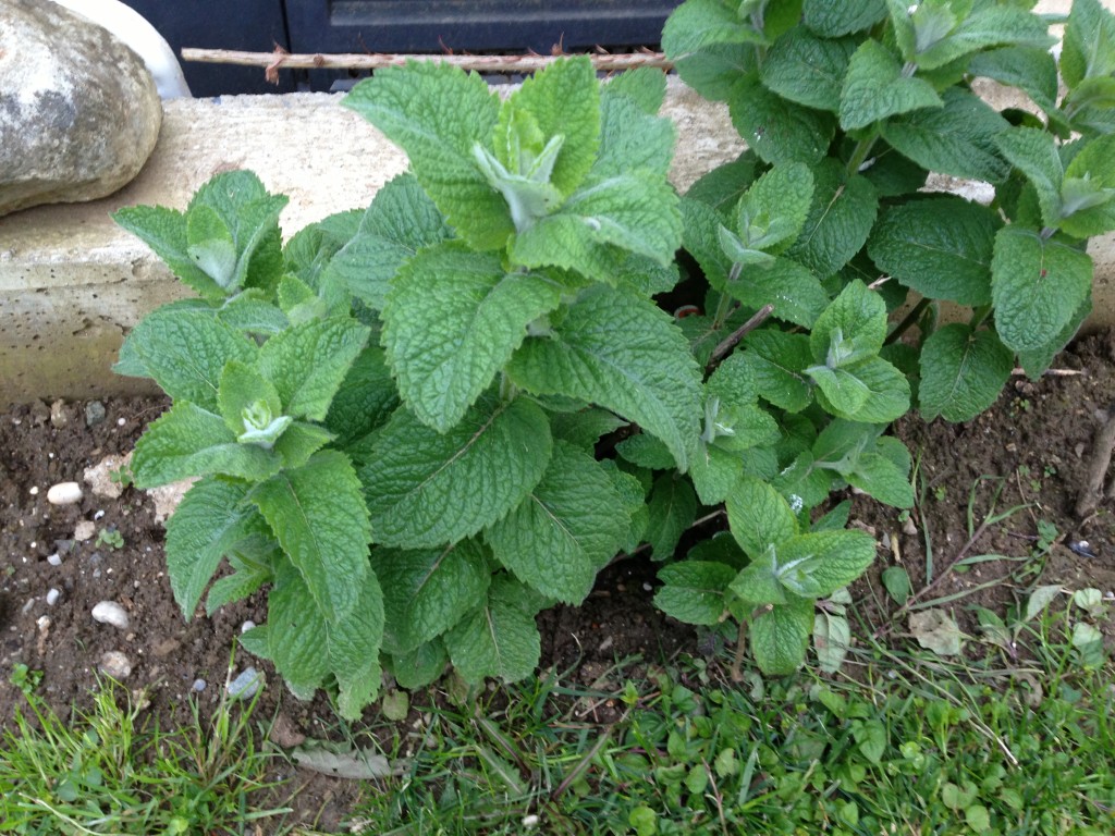 Apfelminze Garten