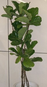 Geigenfeige - Ficus lyrata