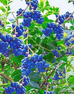 Trauben-Heidelbeere Reka Blue